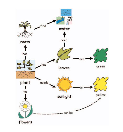 concept map drawing of plants, roots, leaves and water